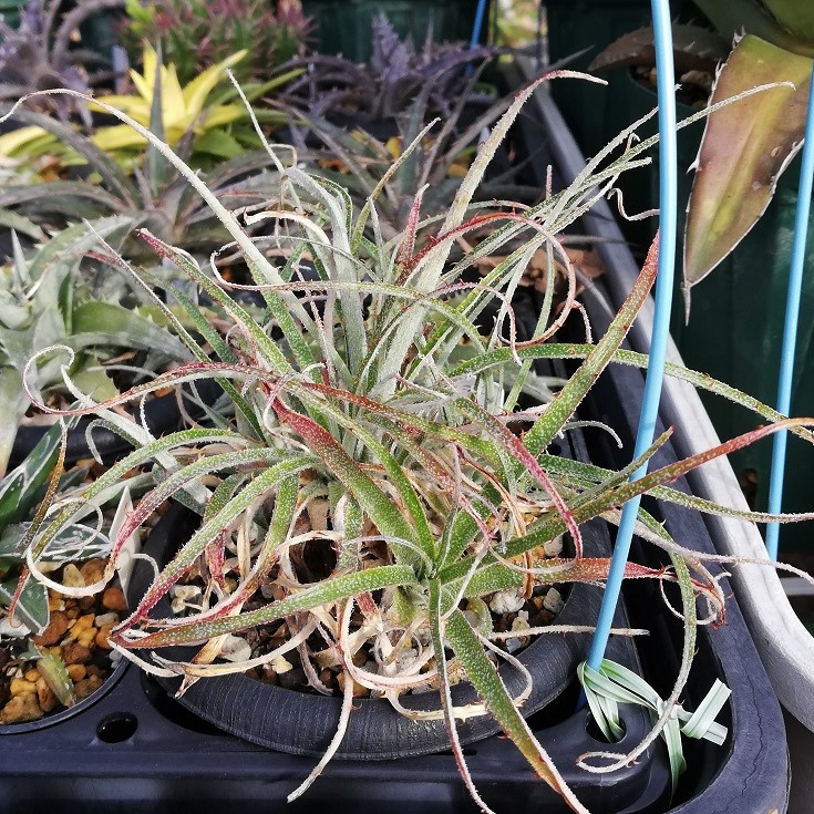 プヤ ツベローサ Puya tuberosa ⑴ - 植物/観葉植物